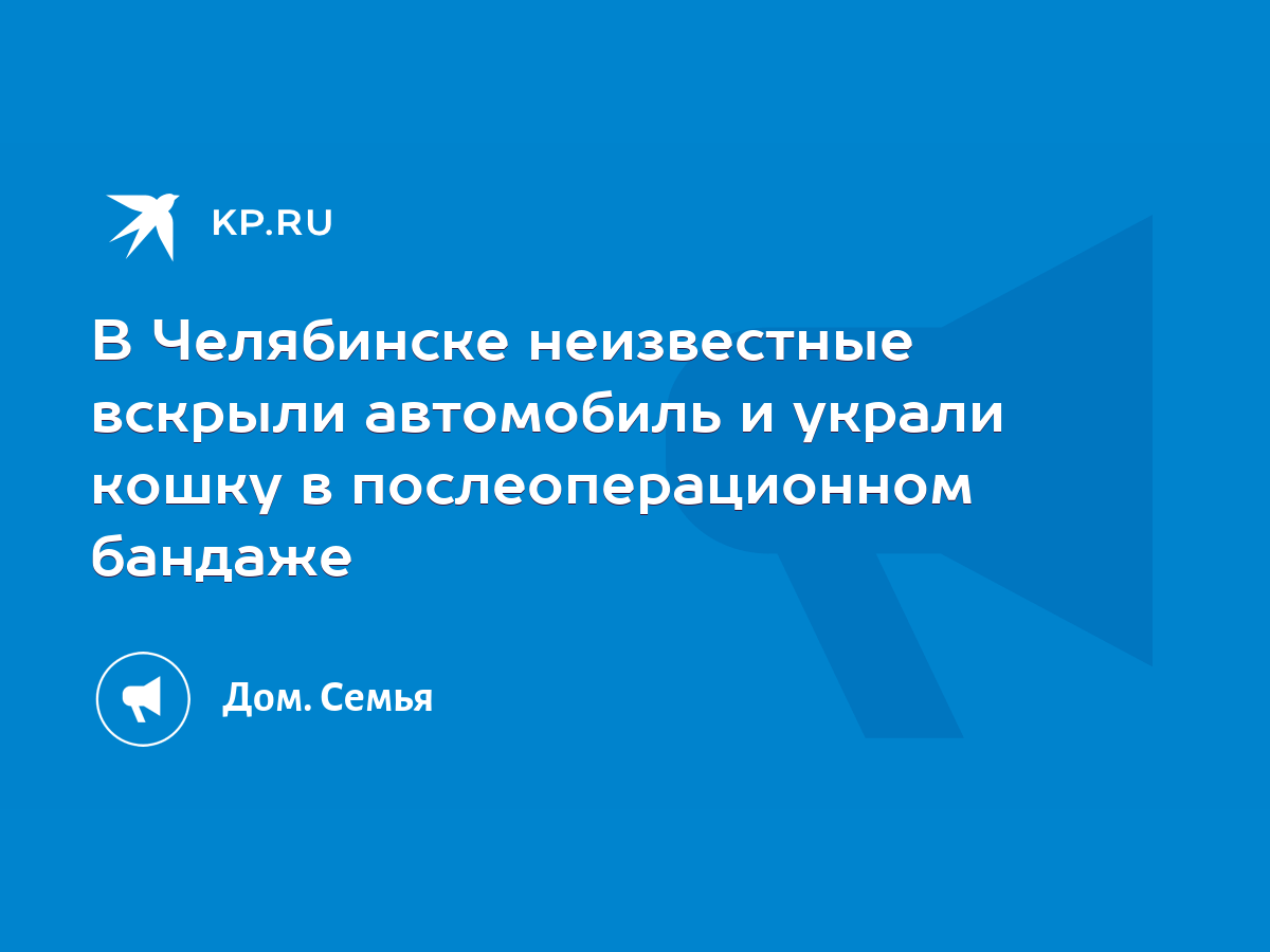 В Челябинске неизвестные вскрыли автомобиль и украли кошку в  послеоперационном бандаже - KP.RU