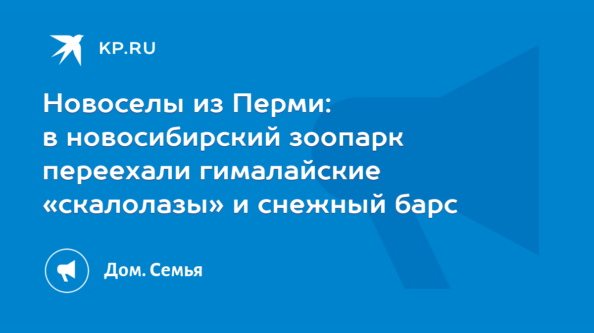 Новоселы из Перми: в новосибирский зоопарк переехали гималайские  «скалолазы» и снежный барс - KP.RU