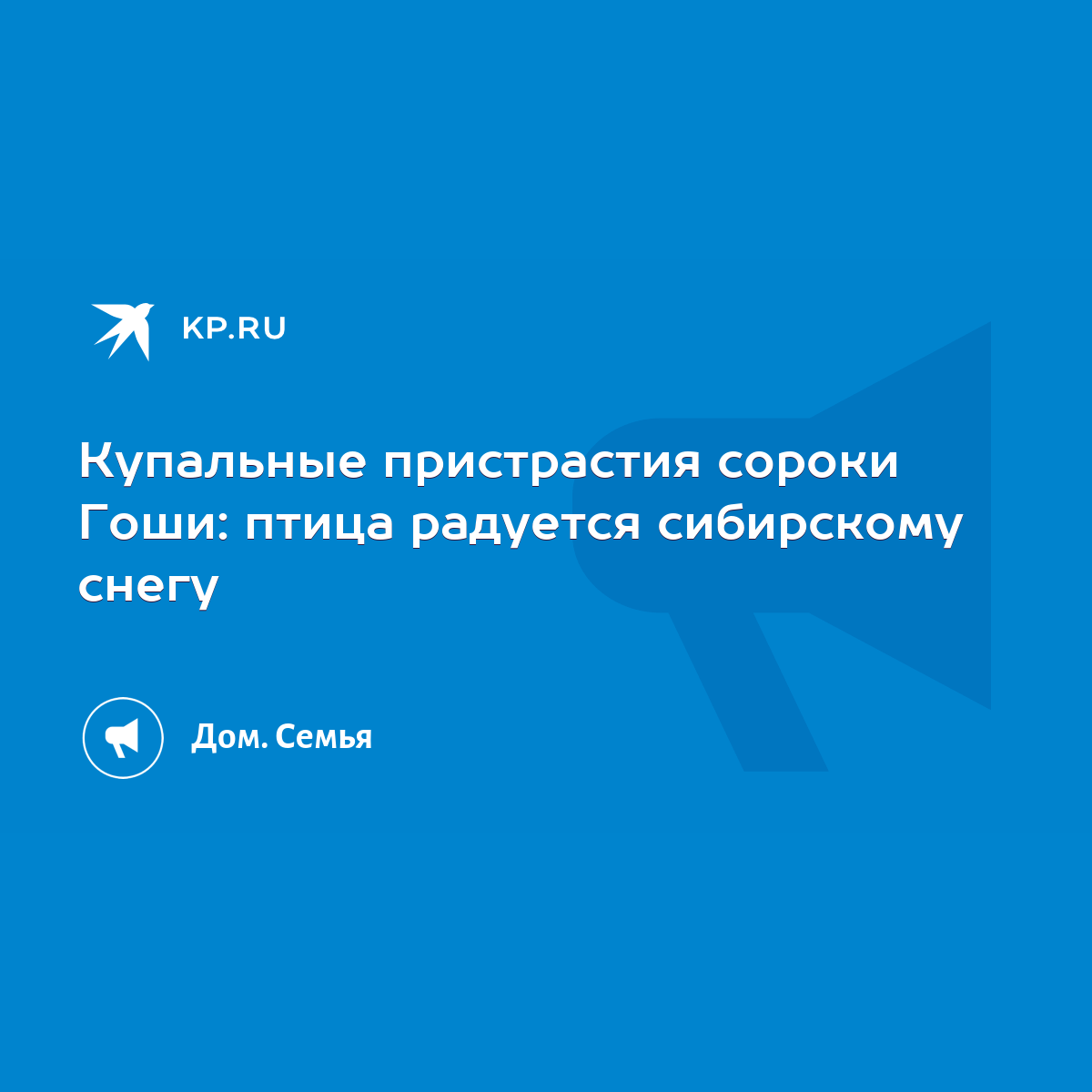 Купальные пристрастия сороки Гоши: птица радуется сибирскому снегу - KP.RU