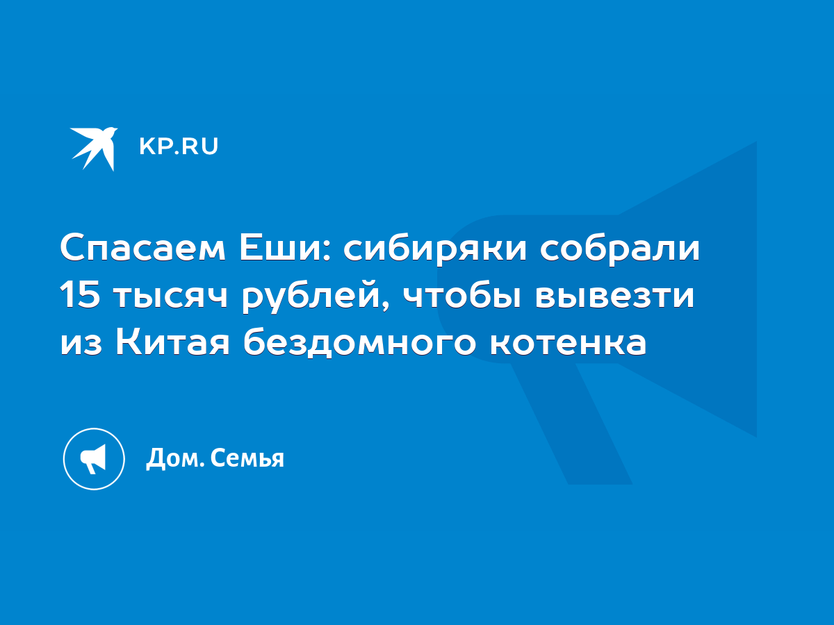 Спасаем Еши: сибиряки собрали 15 тысяч рублей, чтобы вывезти из Китая  бездомного котенка - KP.RU