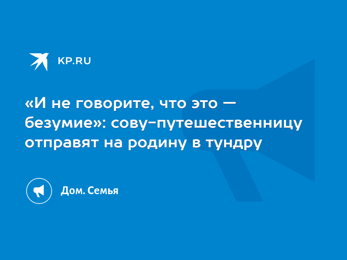 И не говорите, что это — безумие»: сову-путешественницу отправят на родину  в тундру - KP.RU