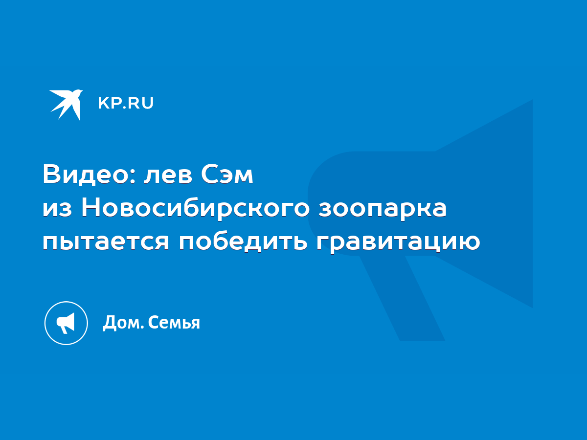 Лев Сэм пытается победить гравитацию, играясь в снегу с коробкой - KP.RU