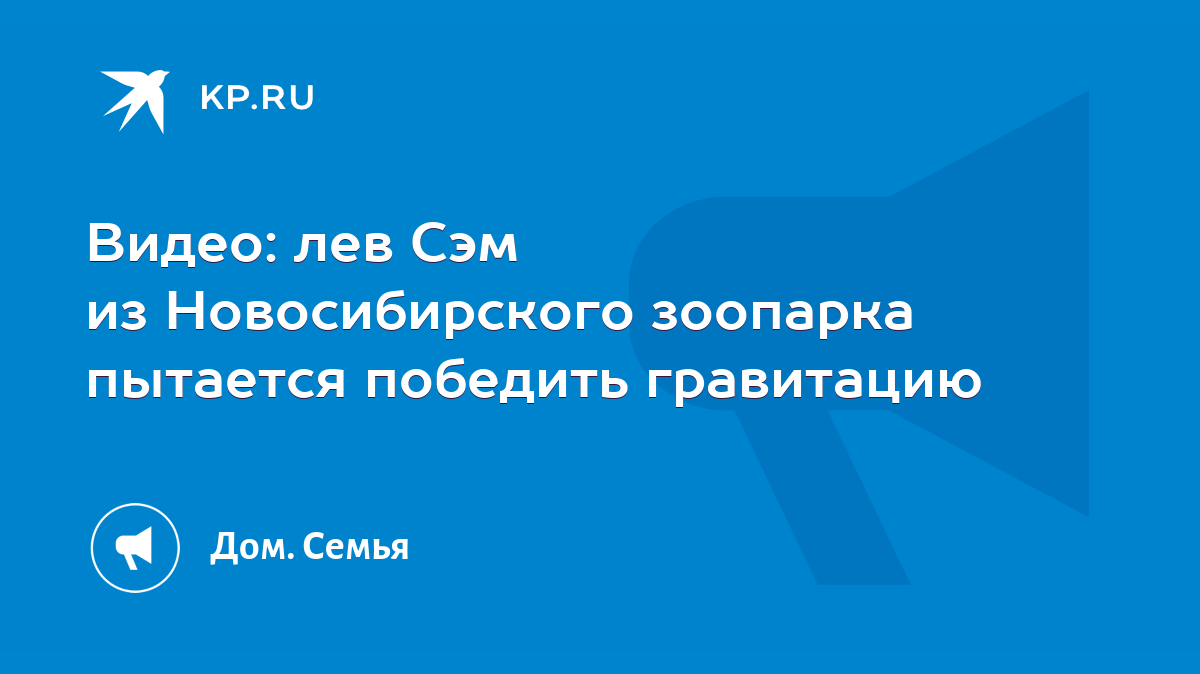 Лев Сэм пытается победить гравитацию, играясь в снегу с коробкой - KP.RU