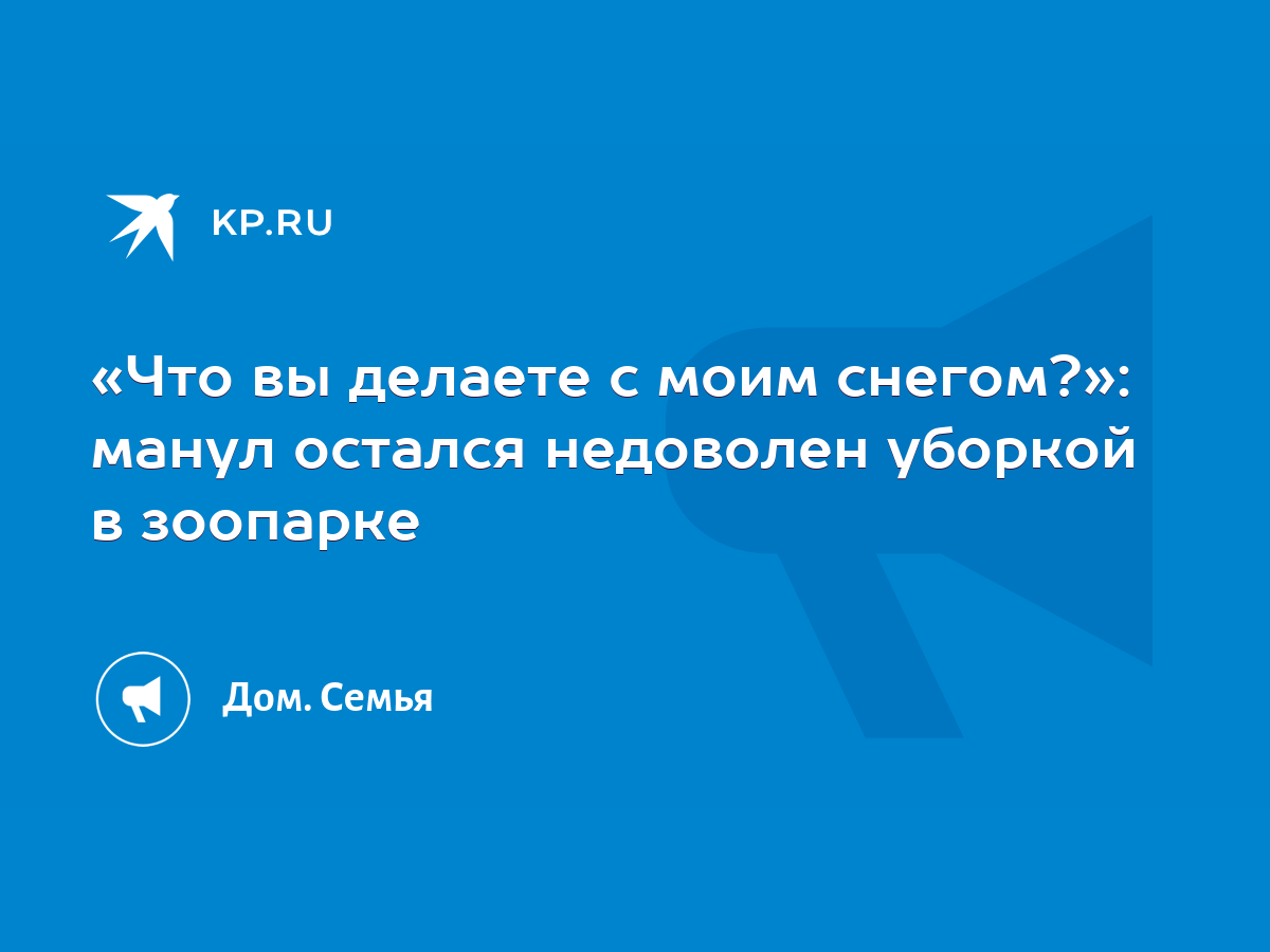 Что вы делаете с моим снегом?»: манул остался недоволен уборкой в зоопарке  - KP.RU