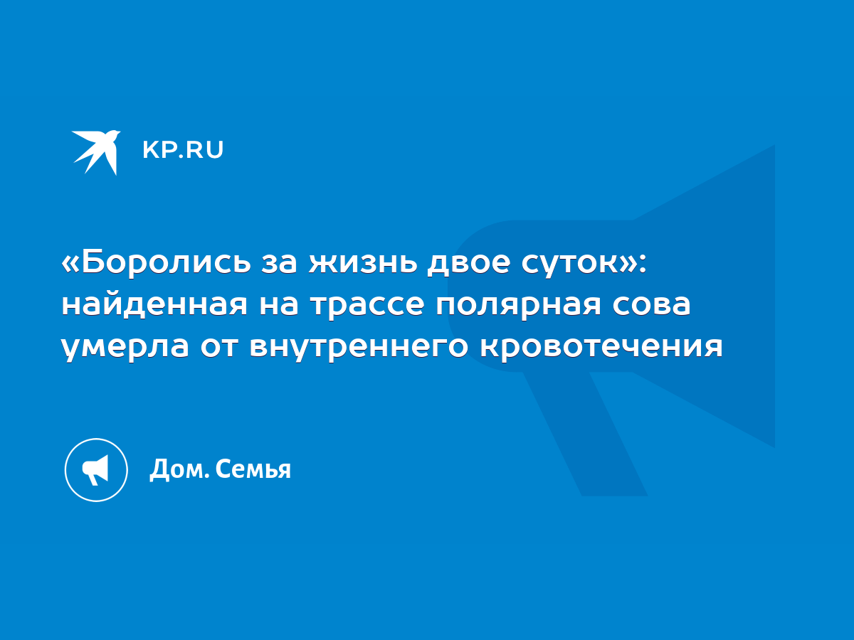 Боролись за жизнь двое суток»: найденная на трассе полярная сова умерла от  внутреннего кровотечения - KP.RU