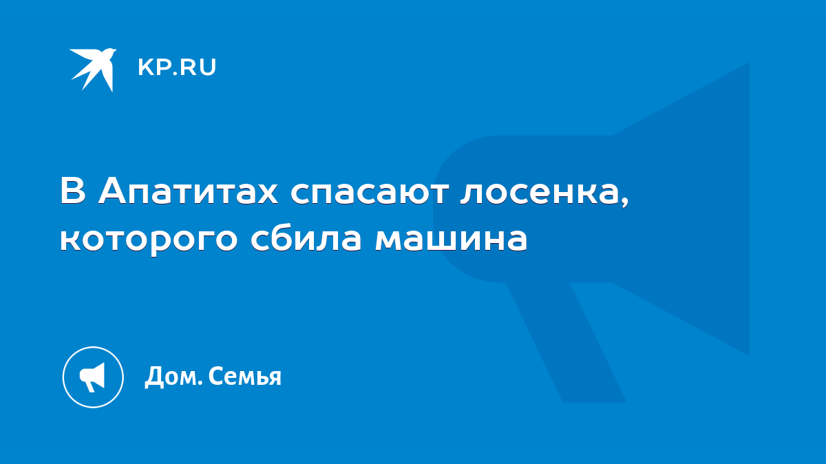 В Апатитах спасают лосенка, которого сбила машина - KP.RU