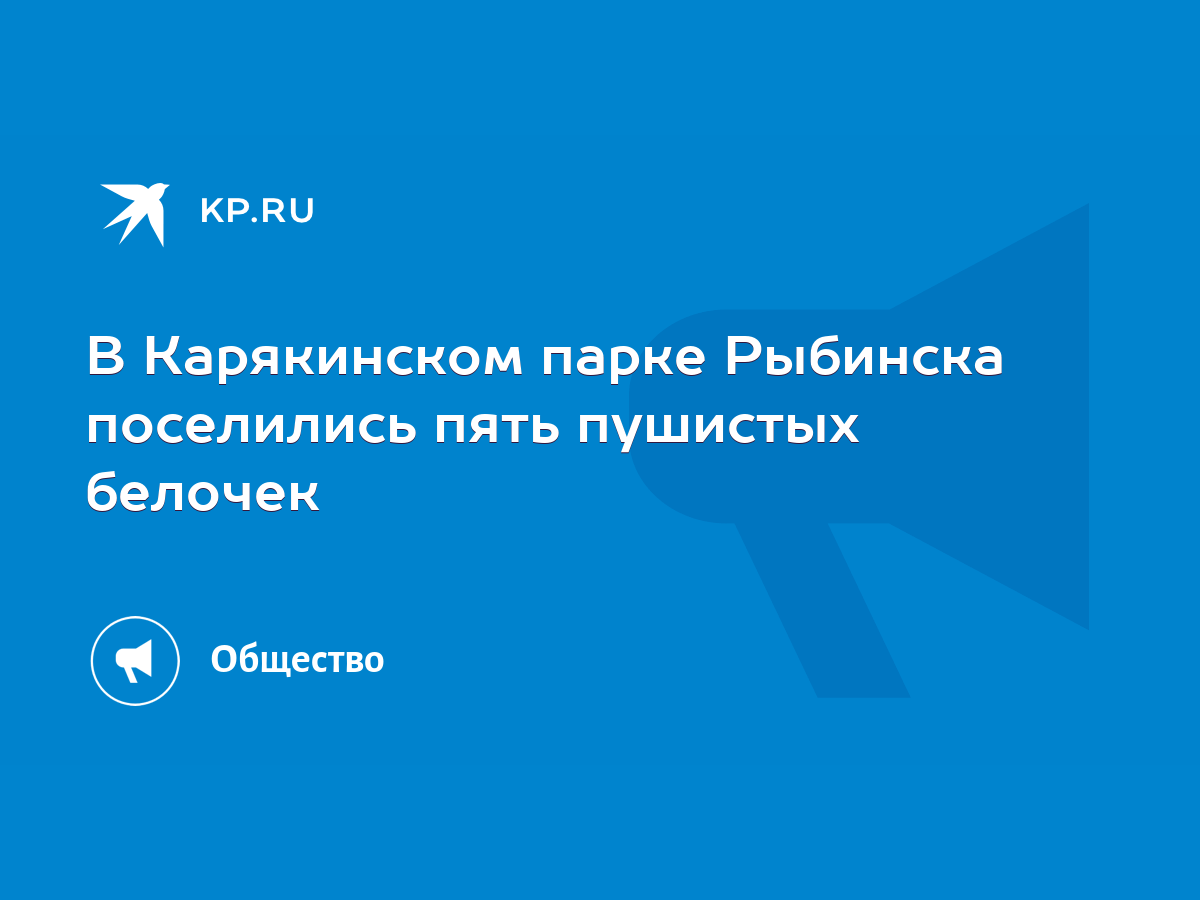 Пушистые белочки поселились в теплых домиках Карякинского парка - KP.RU