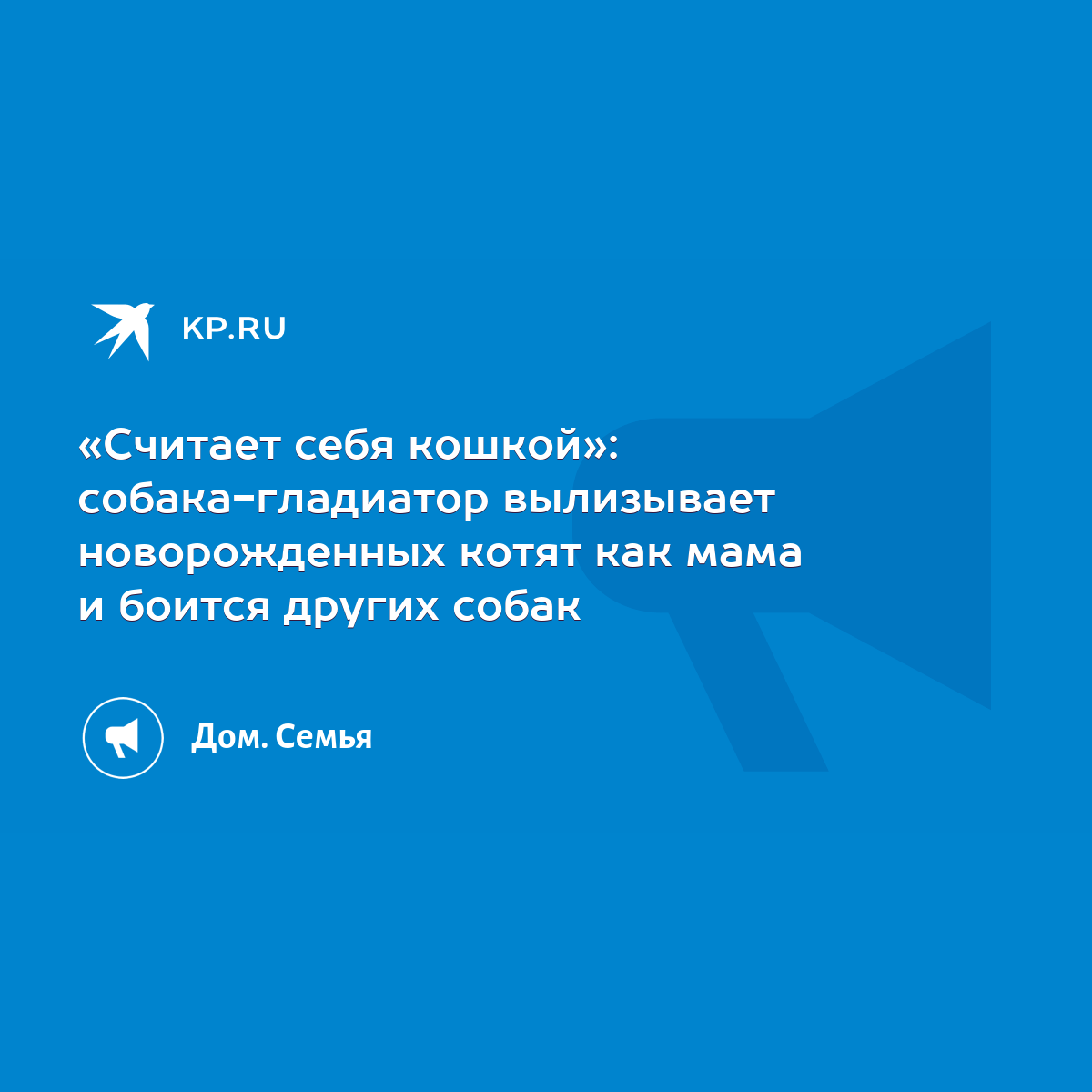 Считает себя кошкой»: собака-гладиатор вылизывает новорожденных котят как  мама и боится других собак - KP.RU