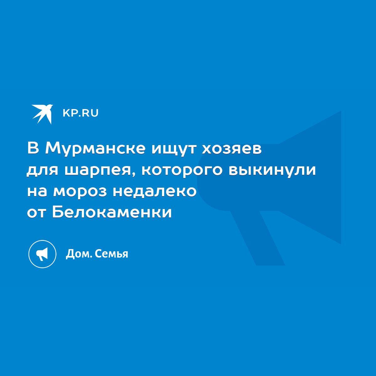 В Мурманске ищут хозяев для шарпея, которого выкинули на мороз недалеко от  Белокаменки - KP.RU