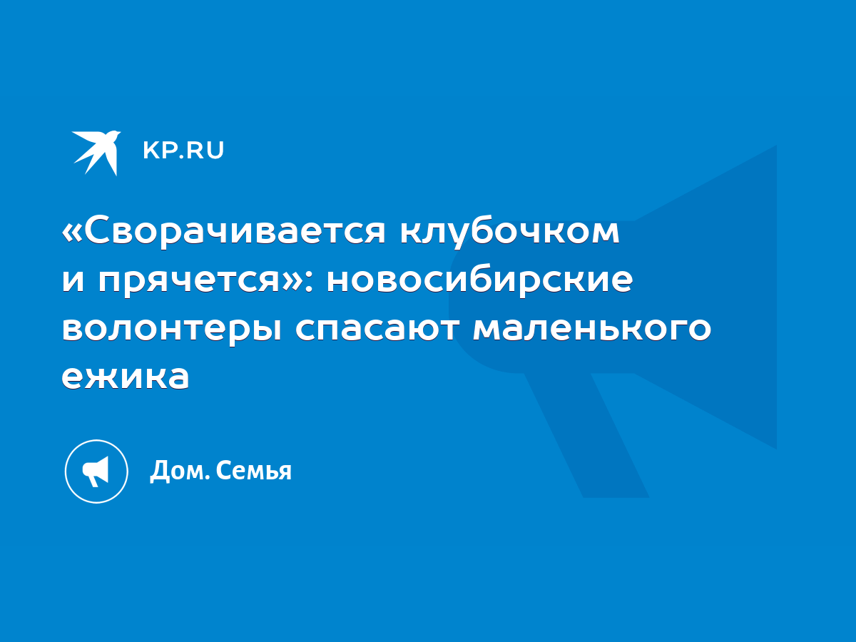 Сворачивается клубочком и прячется»: новосибирские волонтеры спасают  маленького ежика - KP.RU