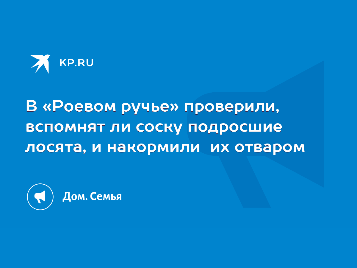 В «Роевом ручье» проверили, вспомнят ли соску подросшие лосята, и накормили  их отваром - KP.RU