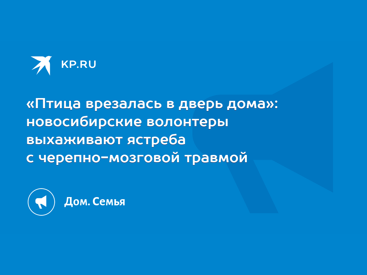 Птица врезалась в дверь дома»: новосибирские волонтеры выхаживают ястреба с  черепно-мозговой травмой - KP.RU