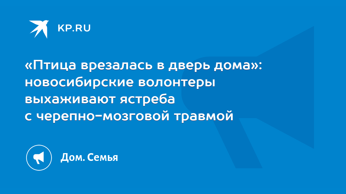 Птица врезалась в дверь дома»: новосибирские волонтеры выхаживают ястреба с  черепно-мозговой травмой - KP.RU