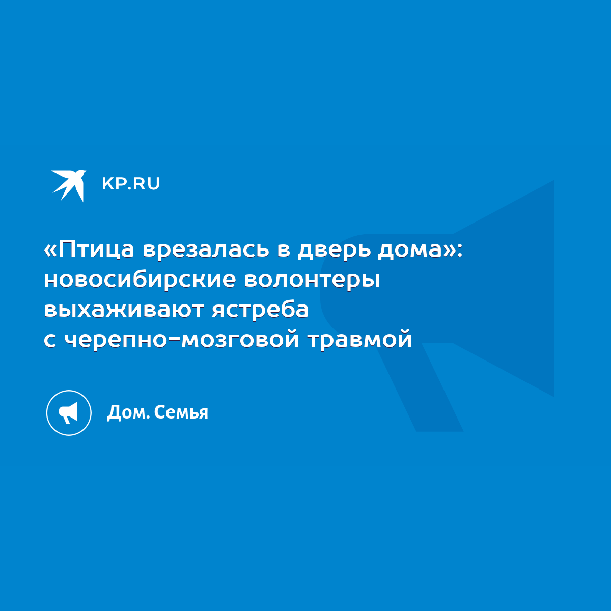 Птица врезалась в дверь дома»: новосибирские волонтеры выхаживают ястреба с  черепно-мозговой травмой - KP.RU