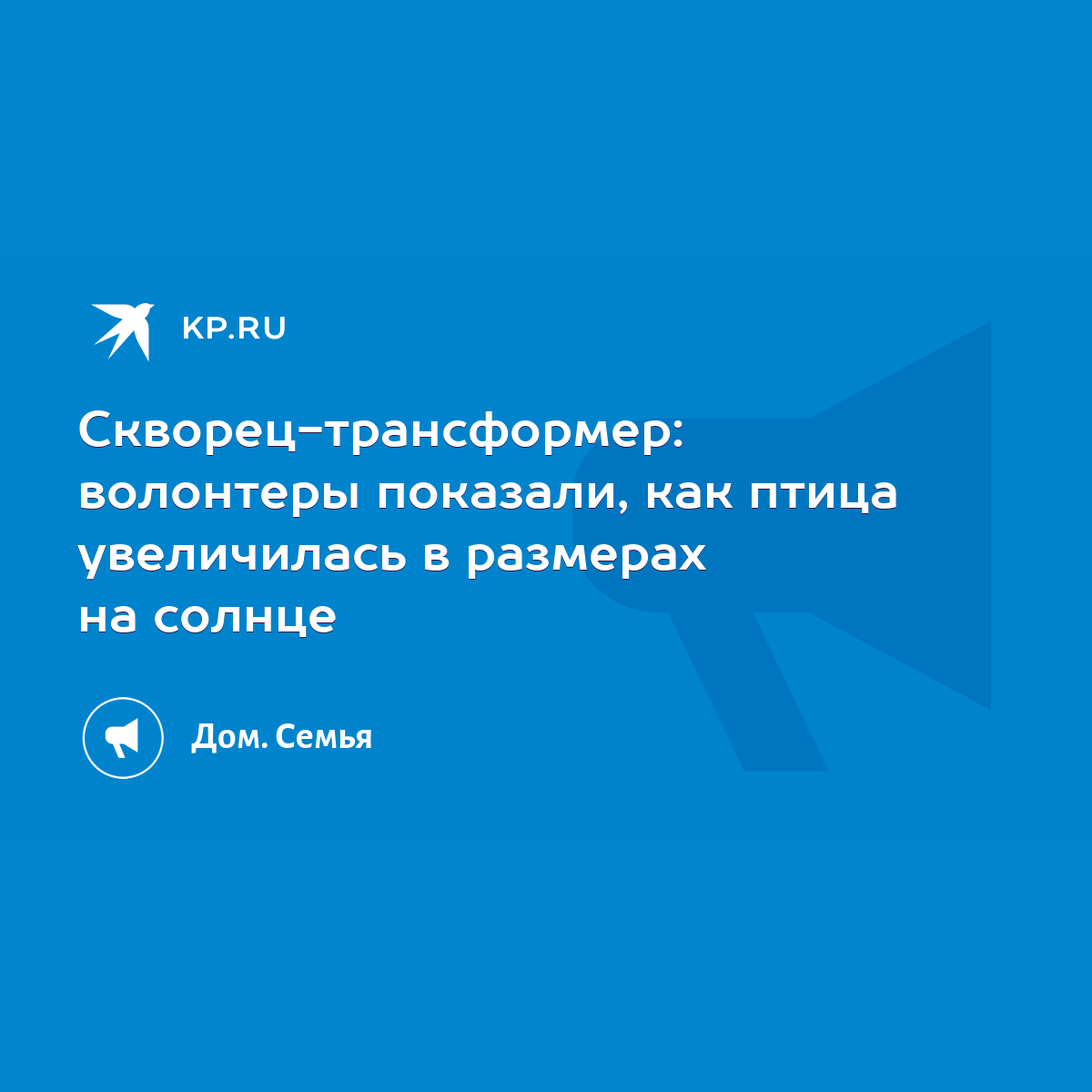 Скворец-трансформер: волонтеры показали, как птица увеличилась в размерах  на солнце - KP.RU