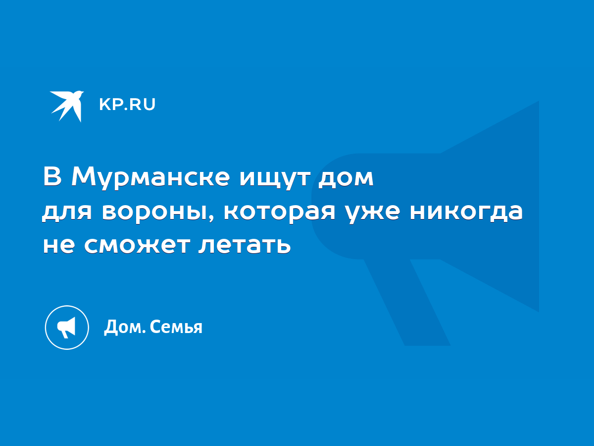 В Мурманске ищут дом для вороны, которая уже никогда не сможет летать -  KP.RU