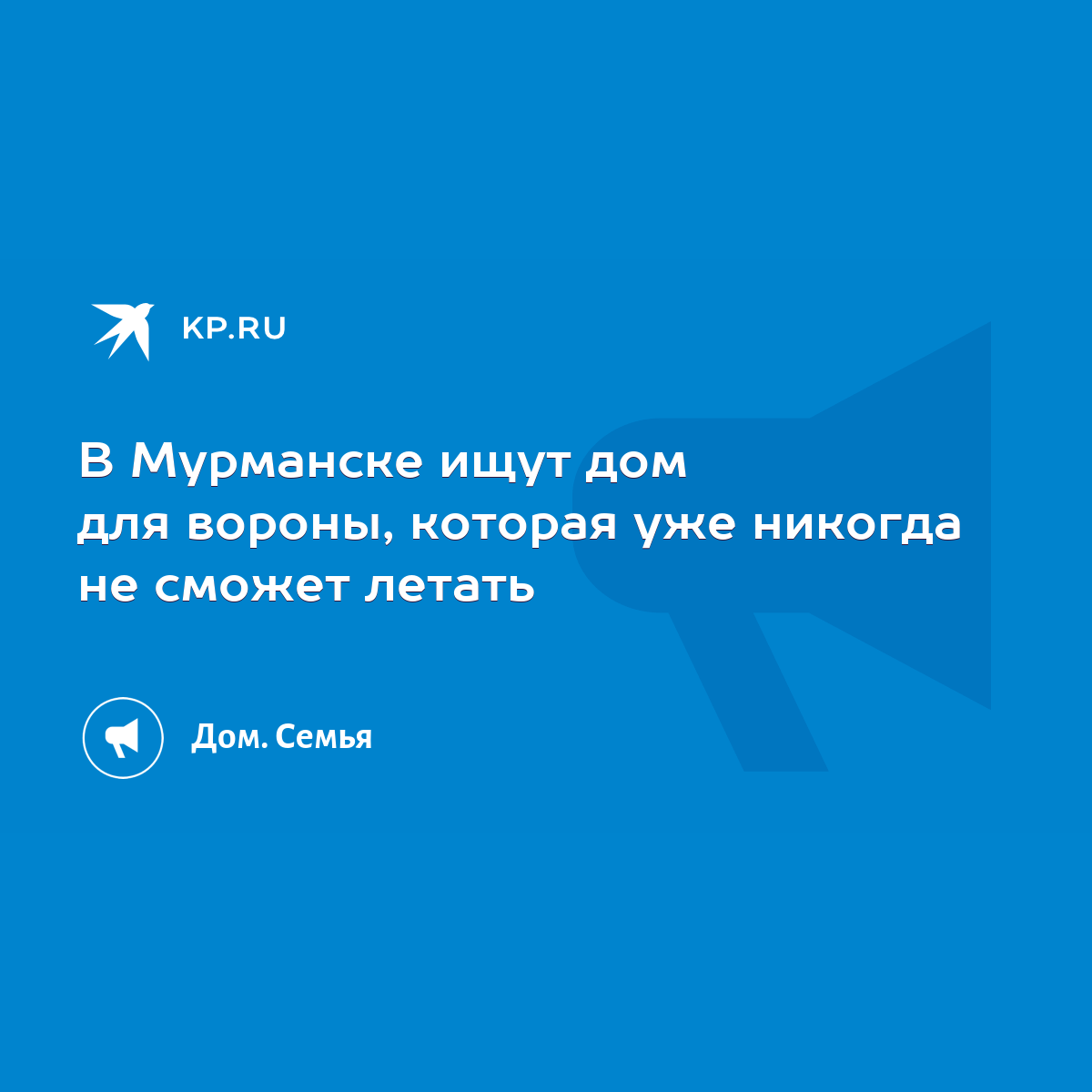 В Мурманске ищут дом для вороны, которая уже никогда не сможет летать -  KP.RU