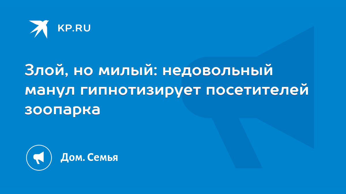 Злой, но милый: недовольный манул гипнотизирует посетителей зоопарка - KP.RU