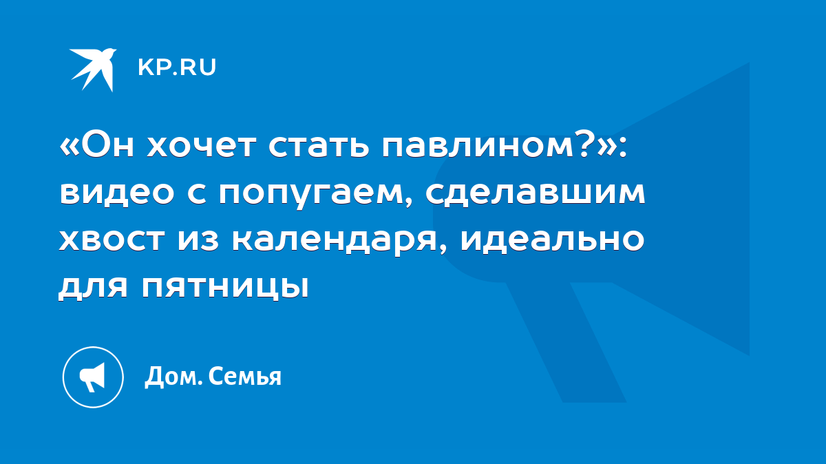 Он хочет стать павлином?»: видео с попугаем, сделавшим хвост из календаря,  идеально для пятницы - KP.RU