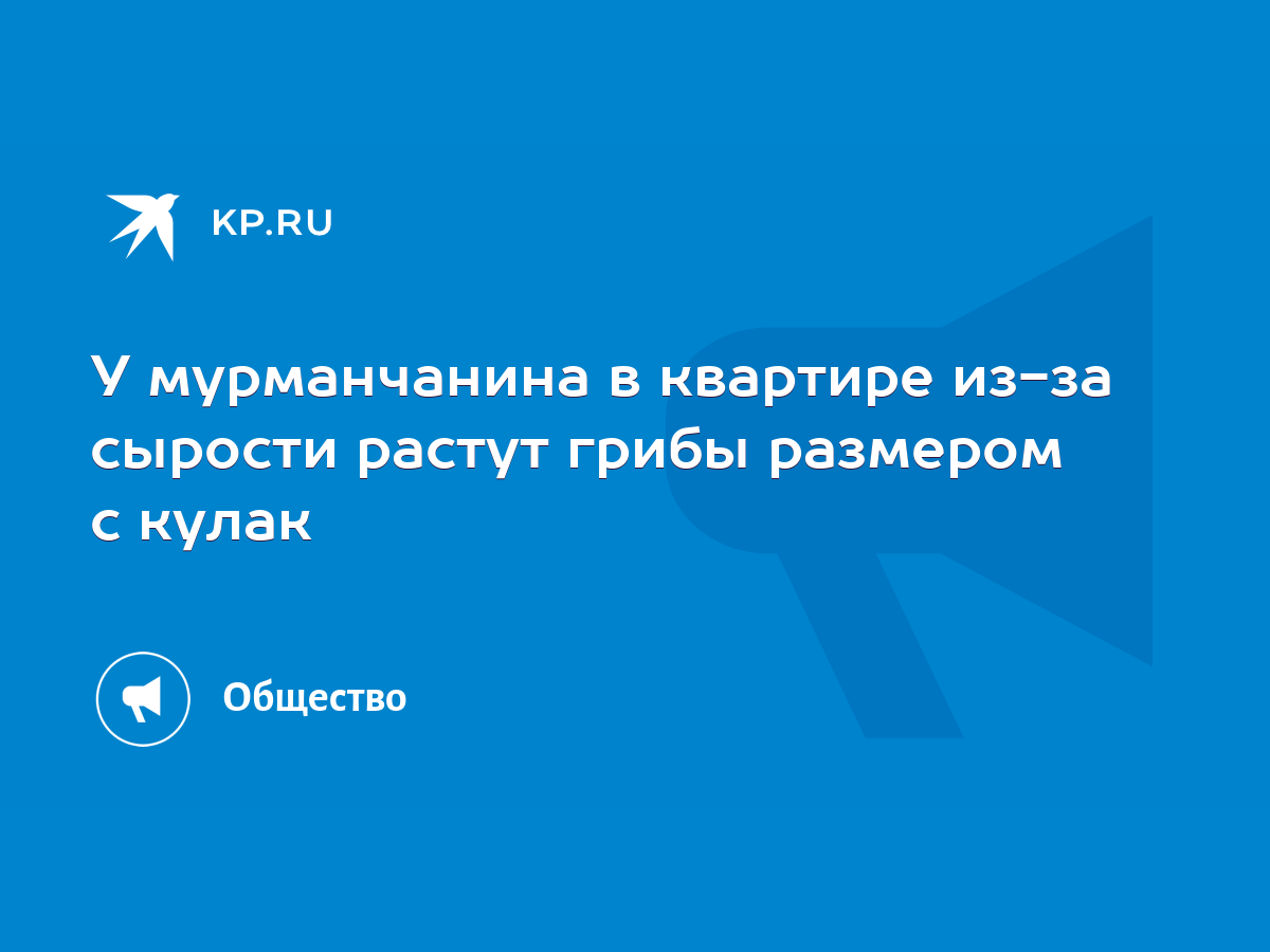 У мурманчанина в квартире из-за сырости растут грибы размером с кулак -  KP.RU