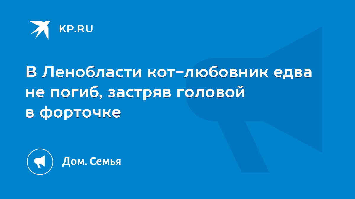 В Ленобласти кот-любовник едва не погиб, застряв головой в форточке - KP.RU