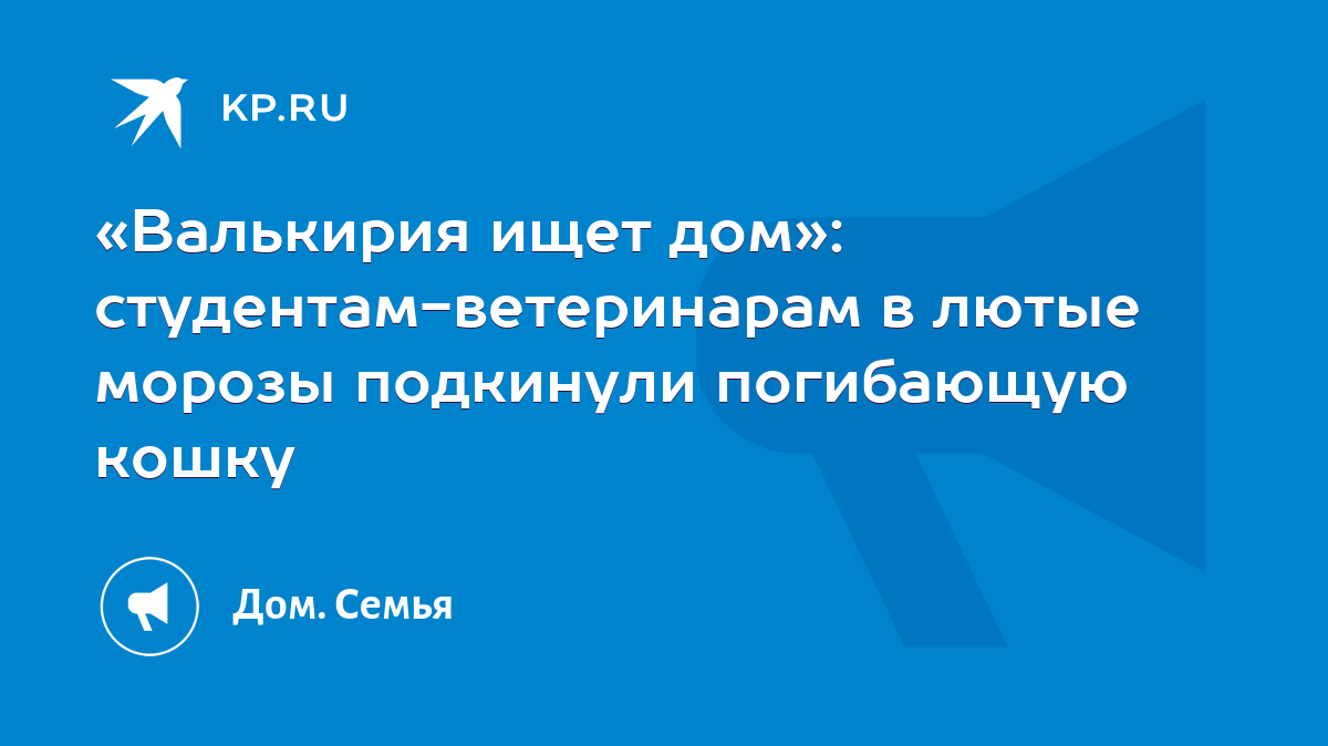 Валькирия ищет дом»: студентам-ветеринарам в лютые морозы подкинули  погибающую кошку - KP.RU