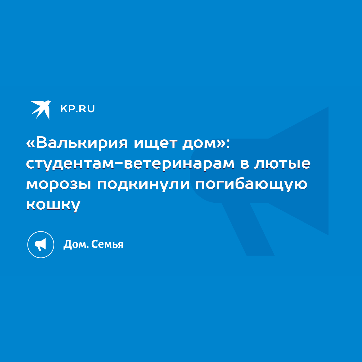 Валькирия ищет дом»: студентам-ветеринарам в лютые морозы подкинули  погибающую кошку - KP.RU