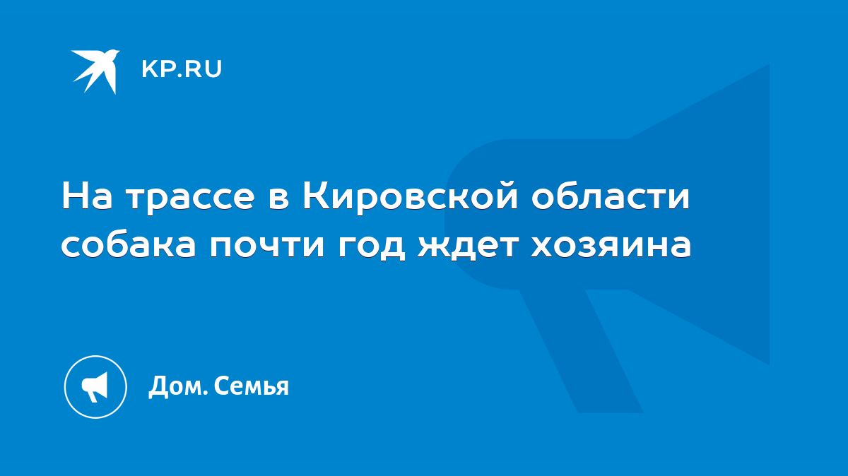 На трассе в Кировской области собака почти год ждет хозяина - KP.RU