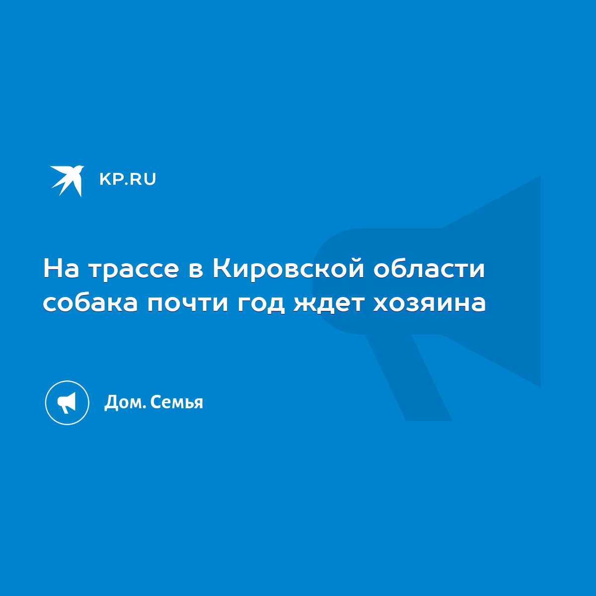 На трассе в Кировской области собака почти год ждет хозяина - KP.RU