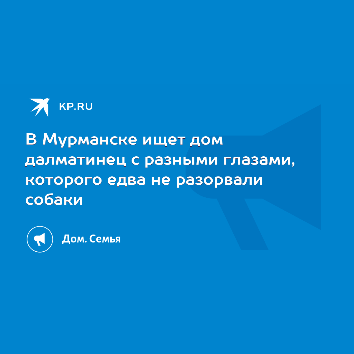 В Мурманске ищет дом далматинец с разными глазами, которого едва не  разорвали собаки - KP.RU