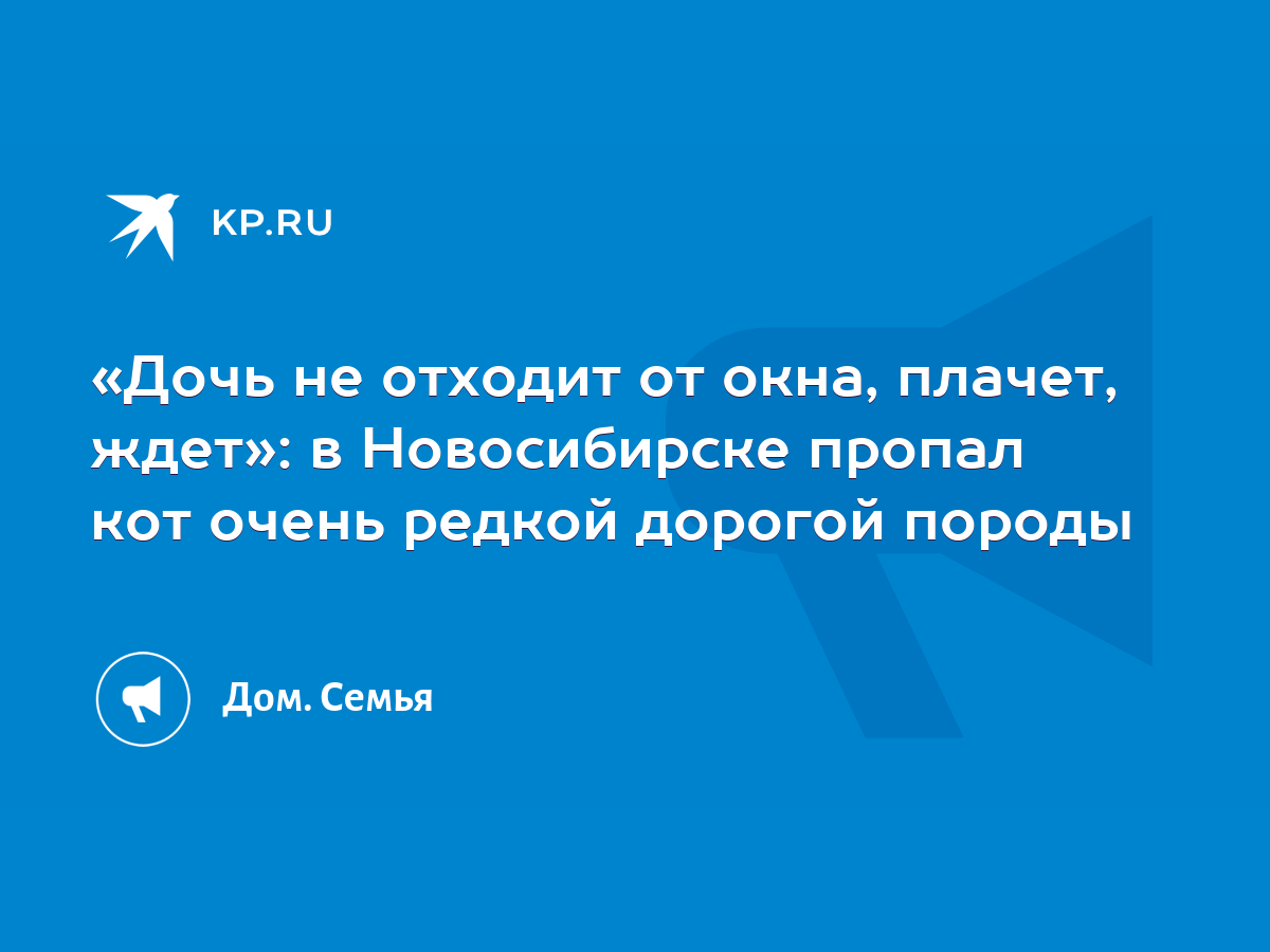 Дочь не отходит от окна, плачет, ждет»: в Новосибирске пропал кот очень  редкой дорогой породы - KP.RU