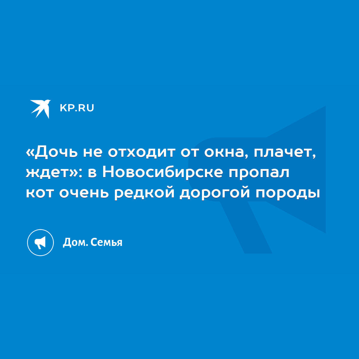 Дочь не отходит от окна, плачет, ждет»: в Новосибирске пропал кот очень  редкой дорогой породы - KP.RU