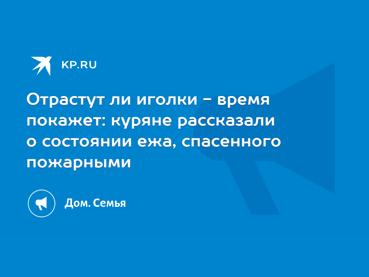 Отрастут ли иголки - время покажет: куряне рассказали о состоянии ежа,  спасенного пожарными - KP.RU