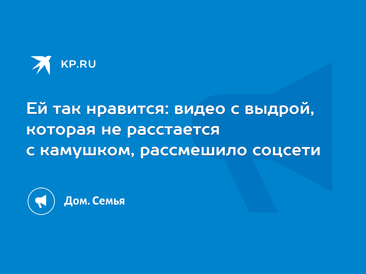 Ей так нравится: видео с выдрой, которая не расстается с камушком,  рассмешило соцсети - KP.RU