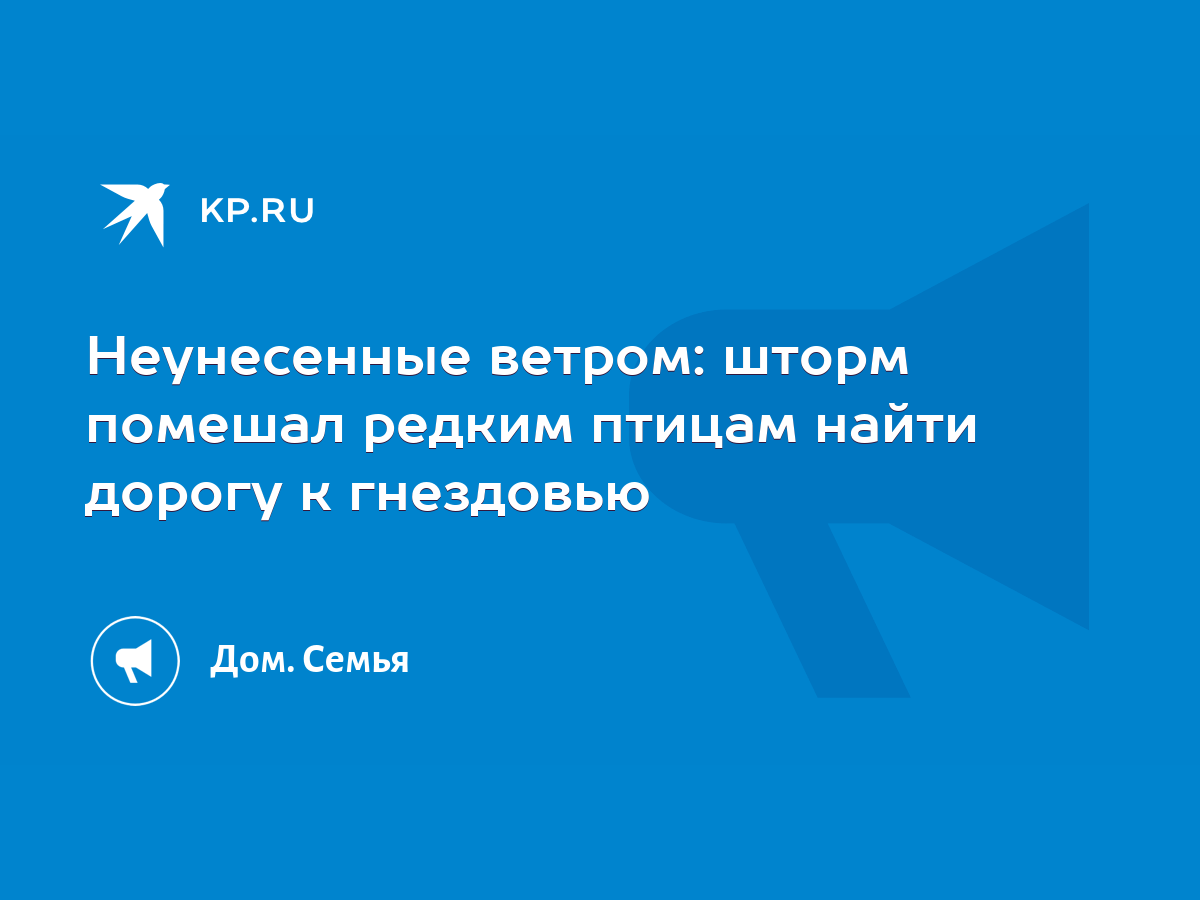 Неунесенные ветром: шторм помешал редким птицам найти дорогу к гнездовью -  KP.RU