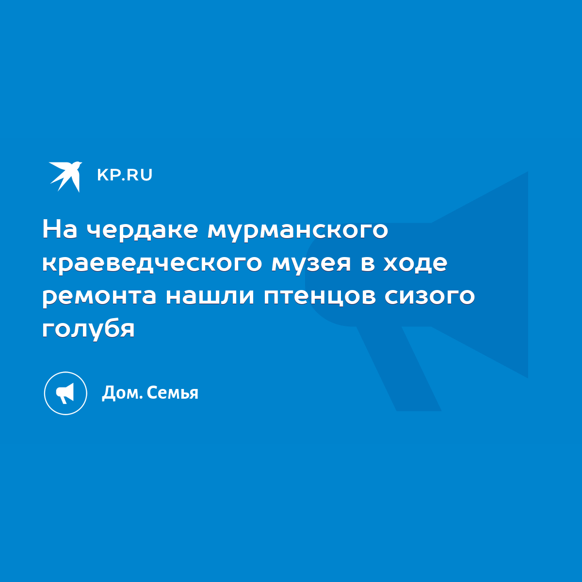 На чердаке мурманского краеведческого музея в ходе ремонта нашли птенцов  сизого голубя - KP.RU