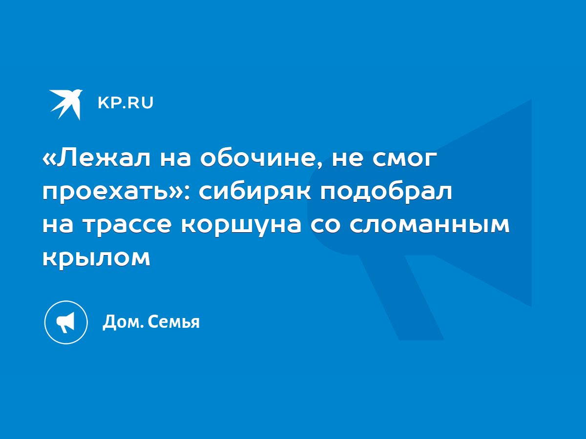 Лежал на обочине, не смог проехать»: сибиряк подобрал на трассе коршуна со  сломанным крылом - KP.RU