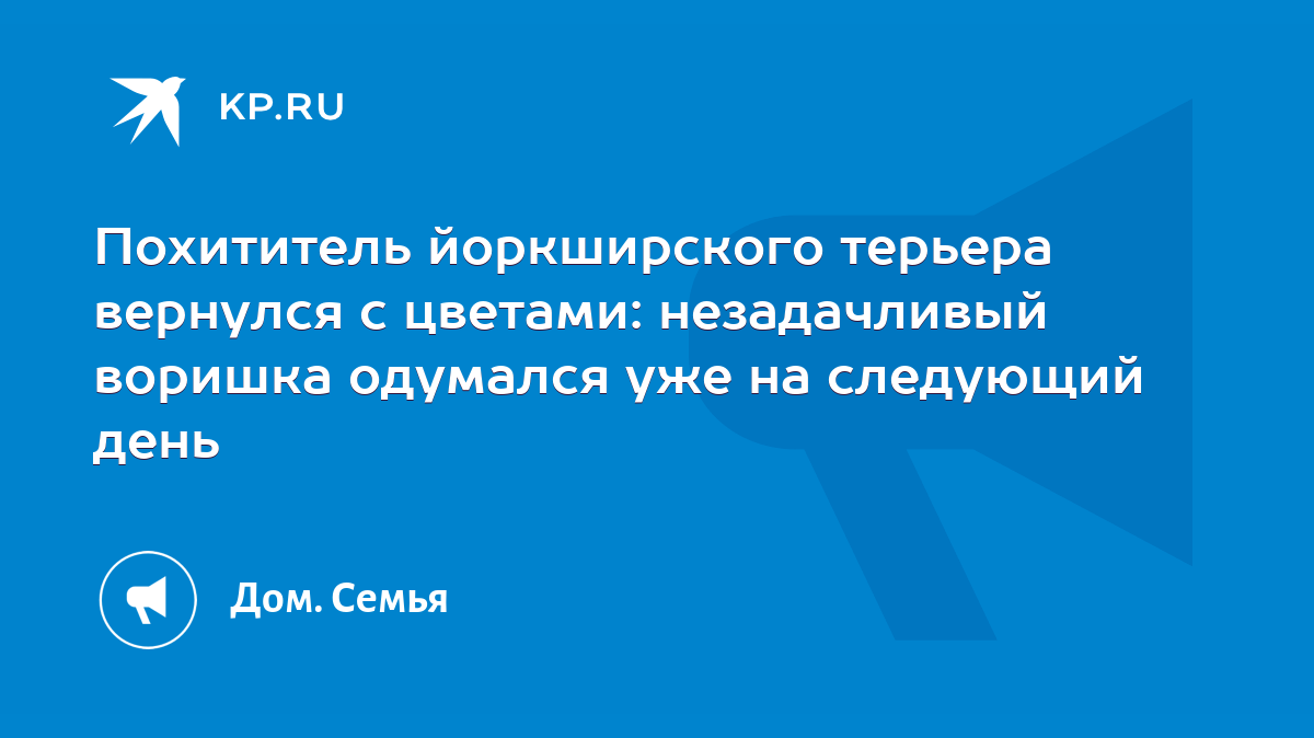 Похититель йоркширского терьера вернулся с цветами: незадачливый воришка  одумался уже на следующий день - KP.RU