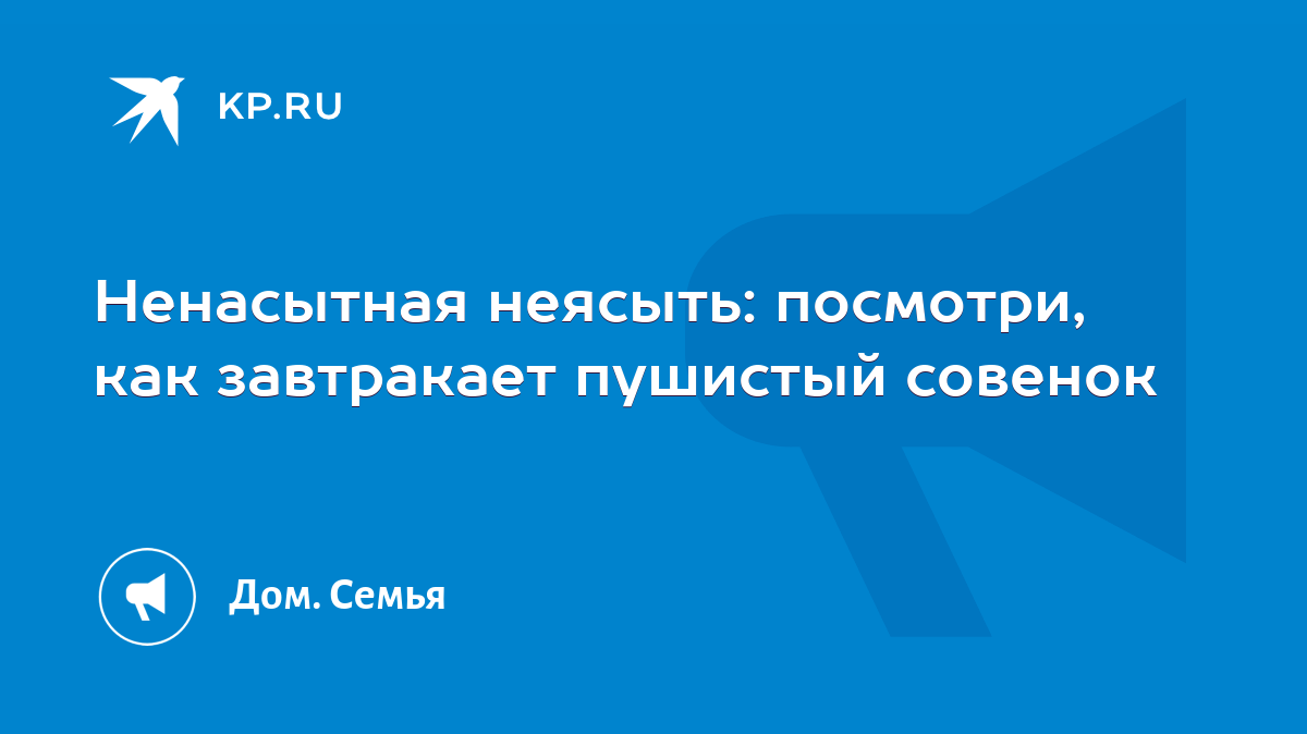 Ненасытная неясыть: посмотри, как завтракает пушистый совенок - KP.RU