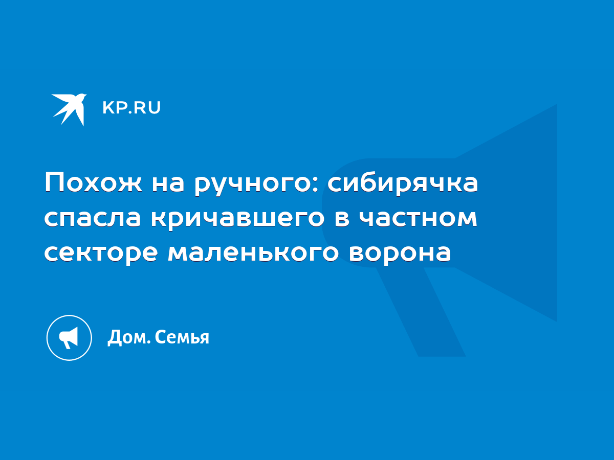 Похож на ручного: сибирячка спасла кричавшего в частном секторе маленького  ворона - KP.RU