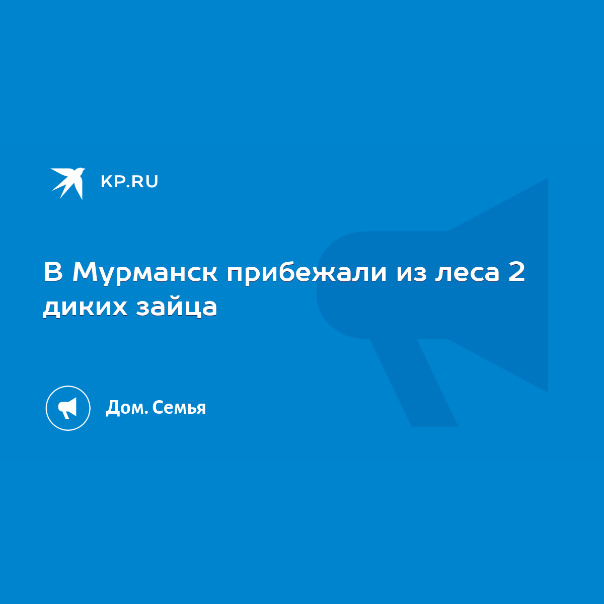 В Мурманск прибежали из леса 2 диких зайца - KP.RU