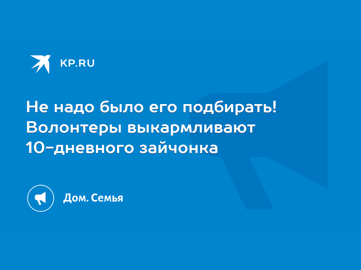 Не надо было его подбирать! Волонтеры выкармливают 10-дневного зайчонка -  KP.RU