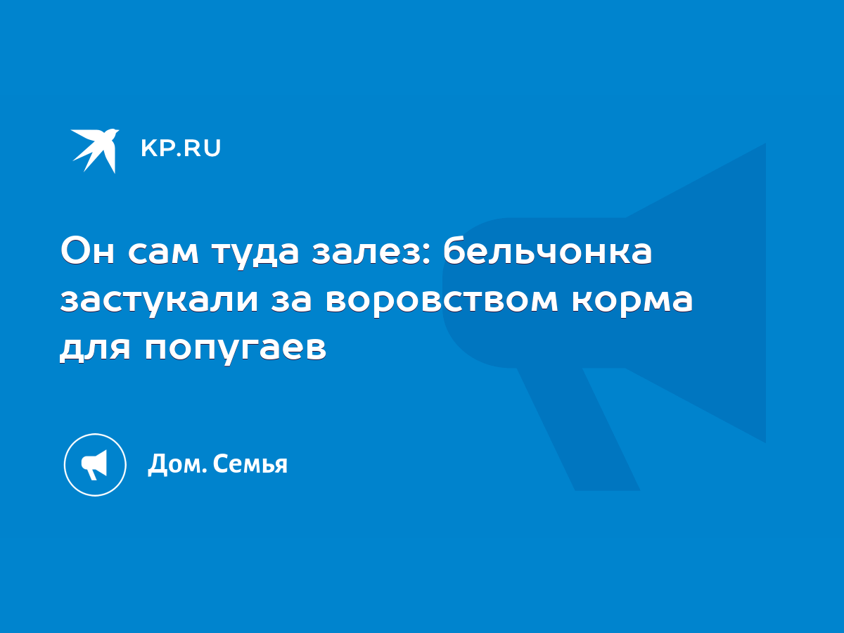 Он сам туда залез: бельчонка застукали за воровством корма для попугаев -  KP.RU