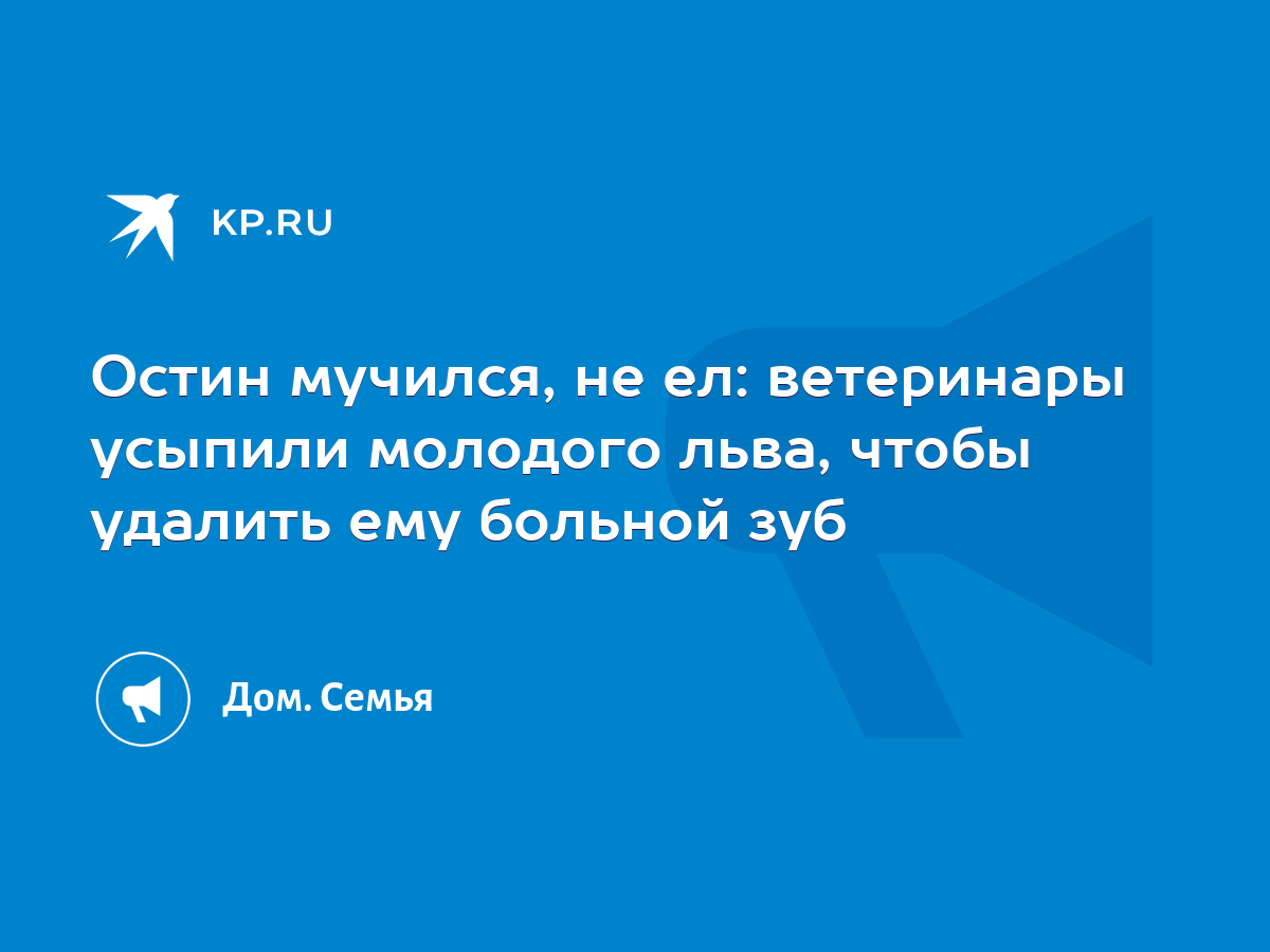 Остин мучился, не ел: ветеринары усыпили молодого льва, чтобы удалить ему  больной зуб - KP.RU