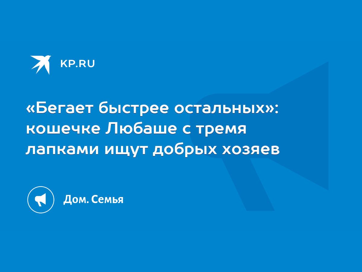 Бегает быстрее остальных»: кошечке Любаше с тремя лапками ищут добрых  хозяев - KP.RU