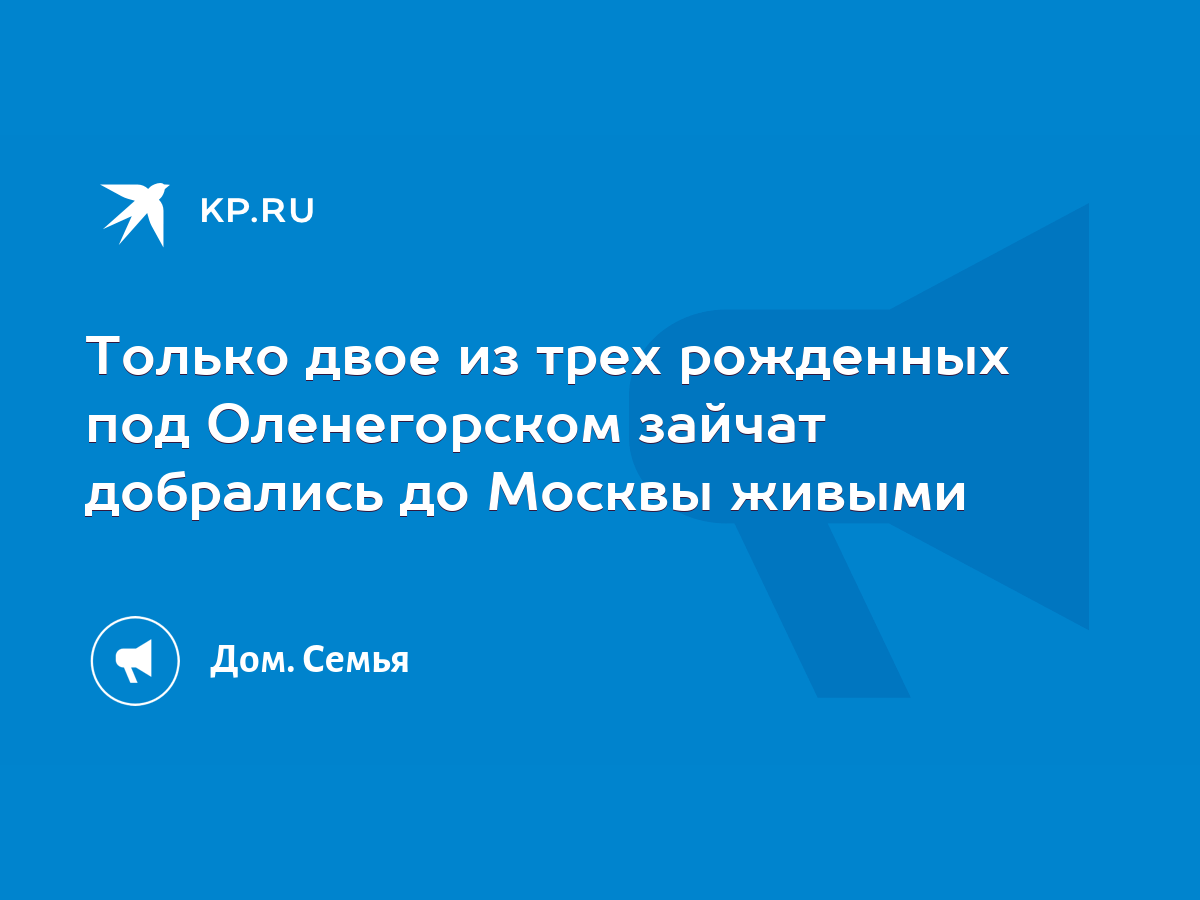 Только двое из трех рожденных под Оленегорском зайчат добрались до Москвы  живыми - KP.RU