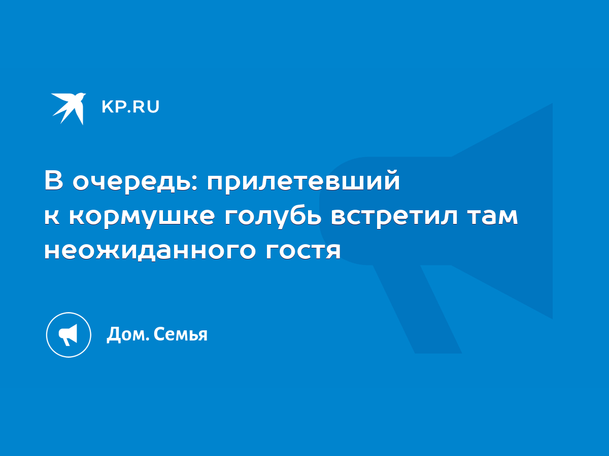 В очередь: прилетевший к кормушке голубь встретил там неожиданного гостя -  KP.RU