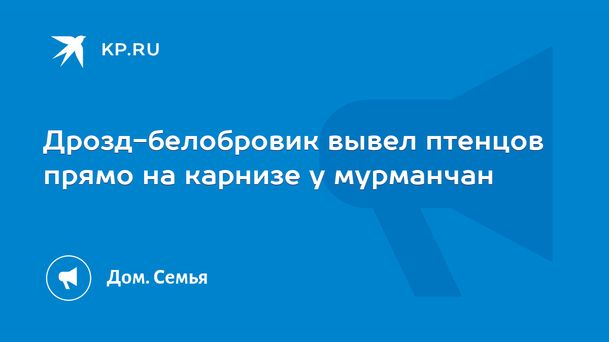 Дрозд-белобровик вывел птенцов прямо на карнизе у мурманчан - KP.RU