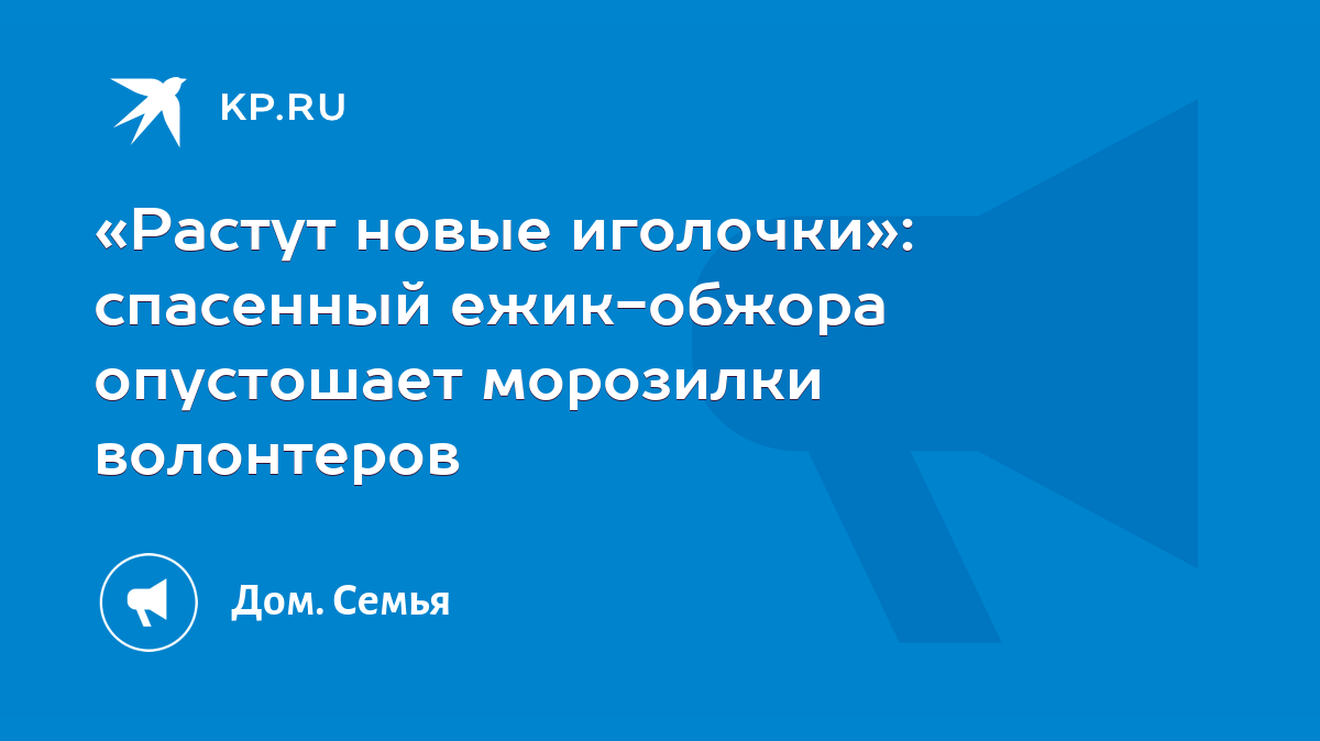 Растут новые иголочки»: спасенный ежик-обжора опустошает морозилки  волонтеров - KP.RU