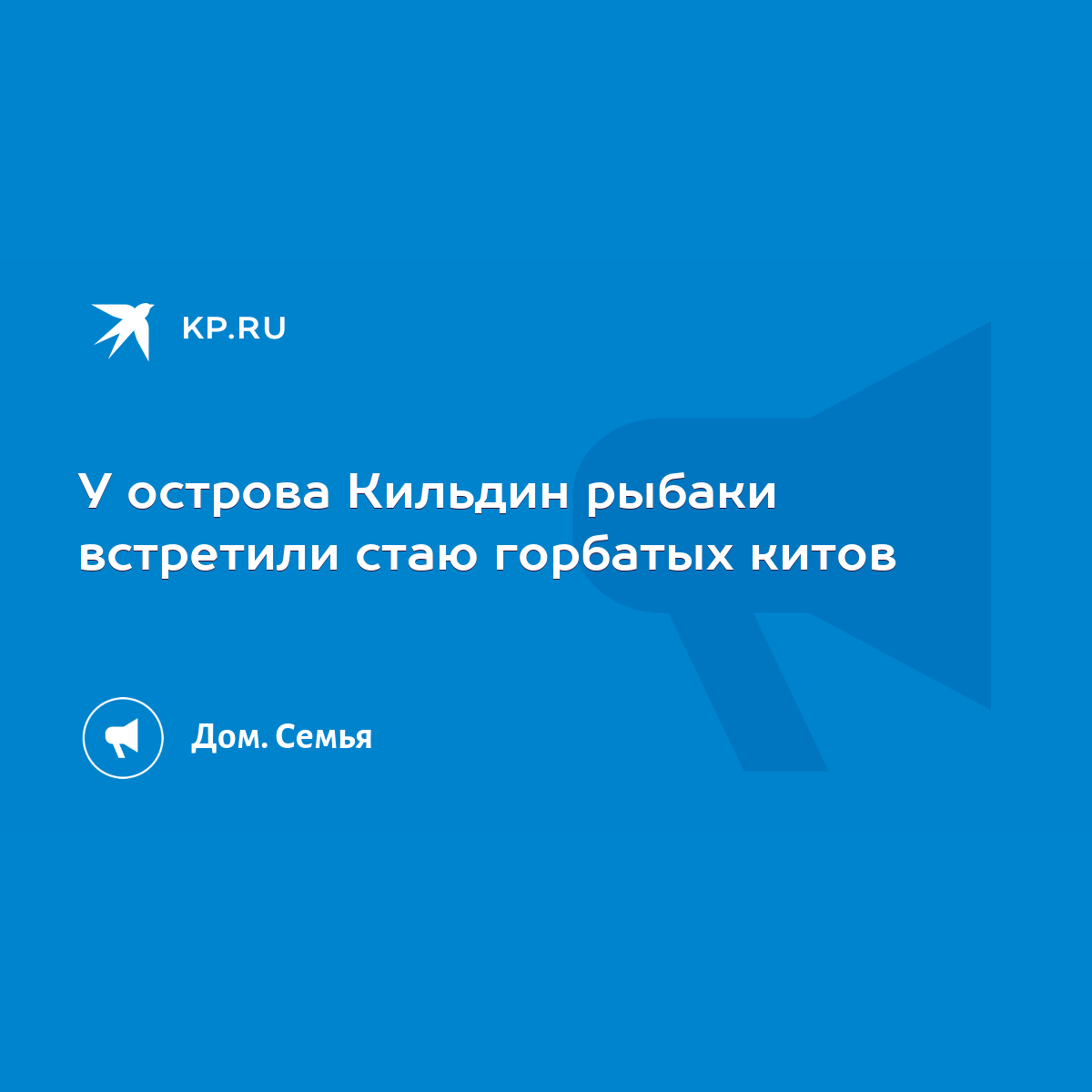 У острова Кильдин рыбаки встретили стаю горбатых китов - KP.RU